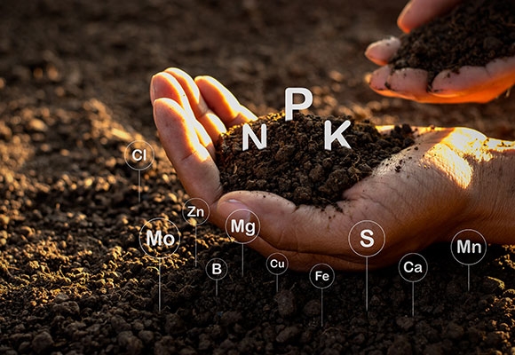 How to Feed Trees in Planters?