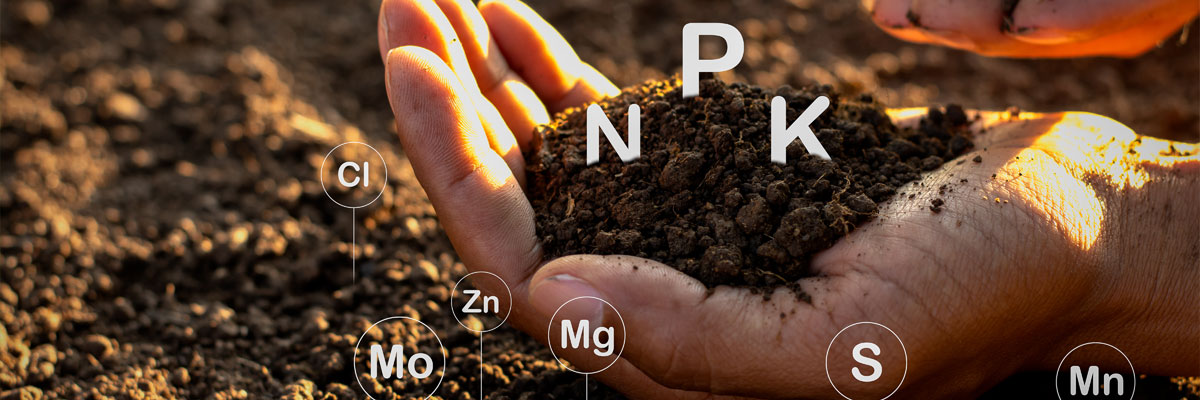 Feeding Trees in Planters.